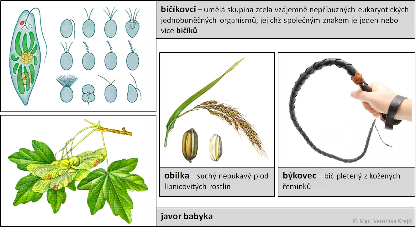 slovnicek b01